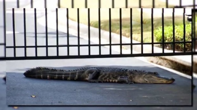 Timsah dayanacaqda məktəb avtobusunu gözləyir – VİDEO