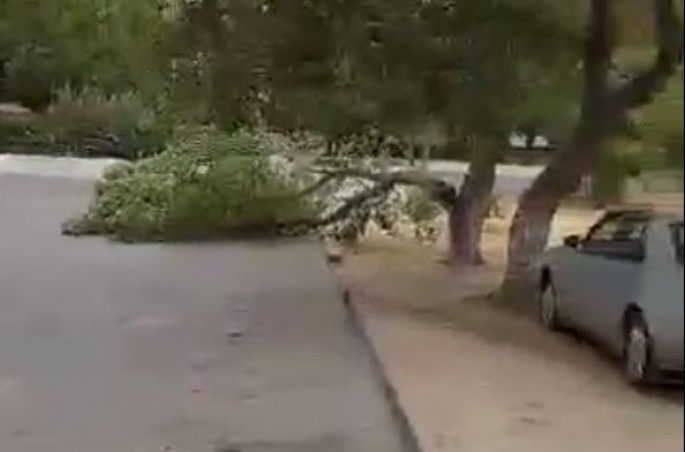 Bakıda külək sakinlərin yolu üzərindəki ağacı qırıb – VİDEO