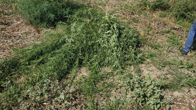 Şəkidə 10 tona narkotik tərkibli bitki məhv edildi - FOTO