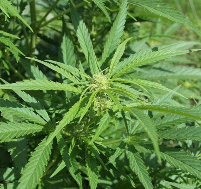 Evin həyətyanı sahəsindən çətənə kolları aşkar edilib