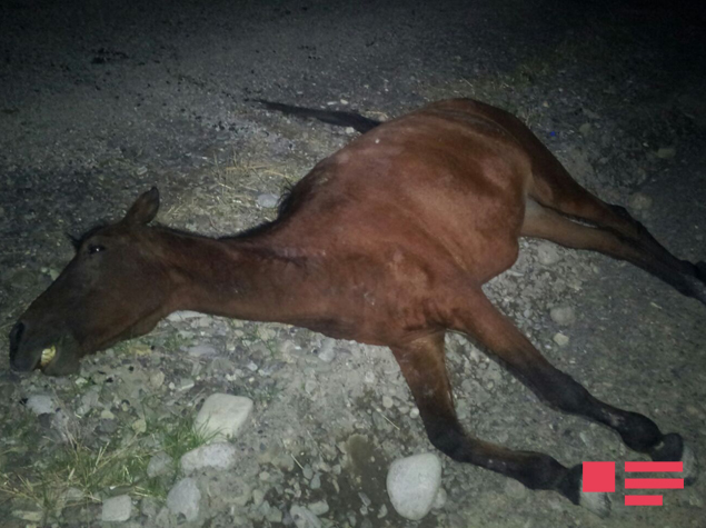 «07» atı vurub öldürdü, 2 nəfər xəsarət aldı - FOTO