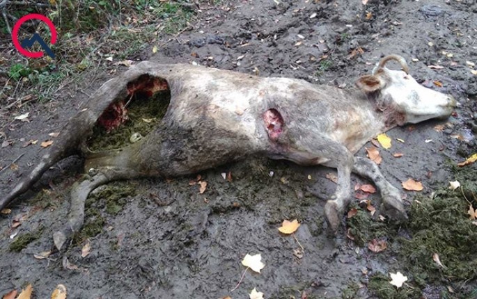 Qusarda ayı inəkləri parçaladı - FOTOLAR