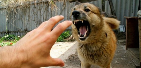 Küçə iti məktəblinin sifətini parçaladı - Bakıda