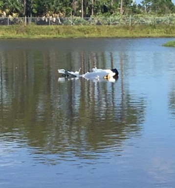 Təyyarə qəzaya uğrayıb - FOTO