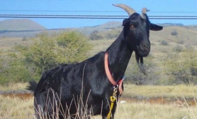 Zambiyada biabırçılıq: 22 yaşlı gənc hamilə keçini zorladı, həbs edildi