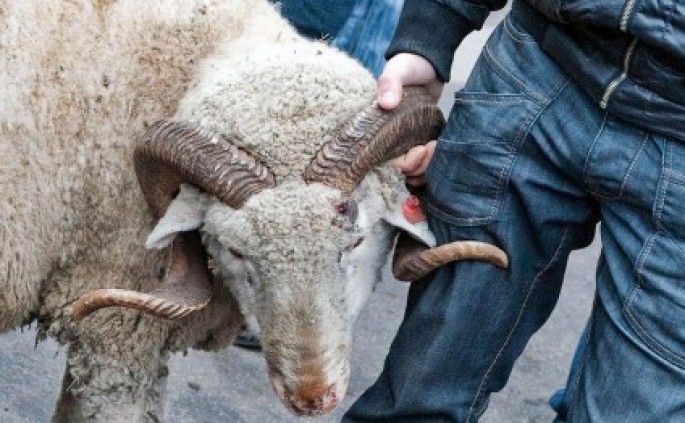Salyandan Zabrata alverə gəlmişdilər  - Oğurluq heyvanlarla