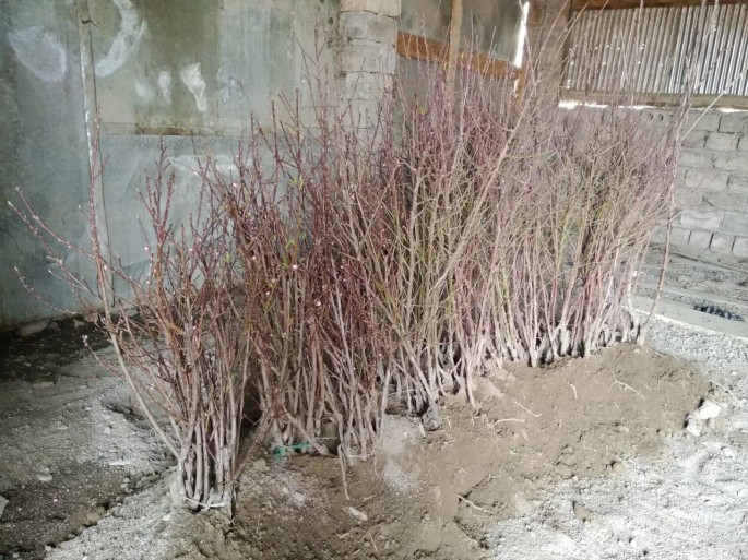 DİN ağac tinglərinin oğurlanması ilə bağlı məlumat yayıb - FOTO