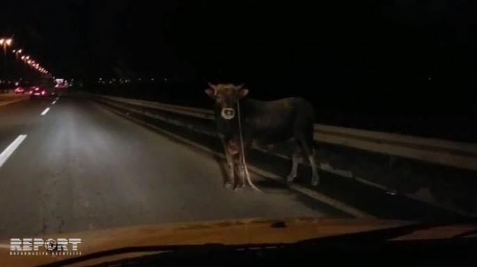 Aeroport yolunda inək maşınların hərəkətinə maneçilik törədib - VİDEO