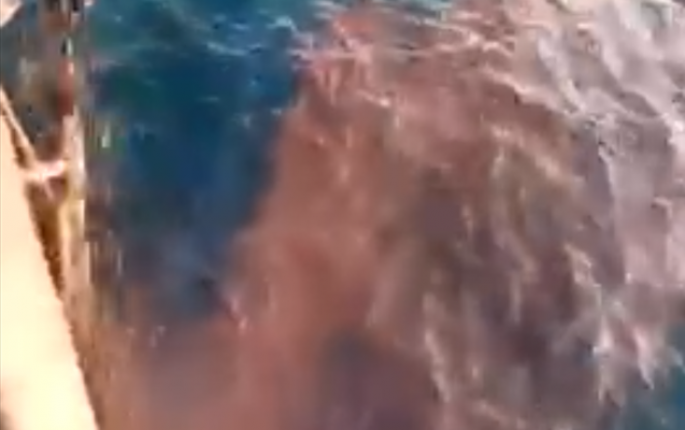 DİN və SOCAR-dan neft məhsulunu dənizə axıdanlarla bağlı                                       - Açıqlama   - VİDEO