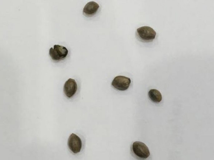 Məhkum qardaşına narkotik keçirmək cəhdi baş tutmadı - FOTO