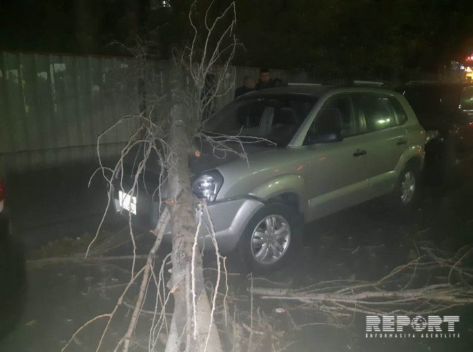 Bakıda ağac aşaraq avtomobilin üstünə düşüb - FOTO