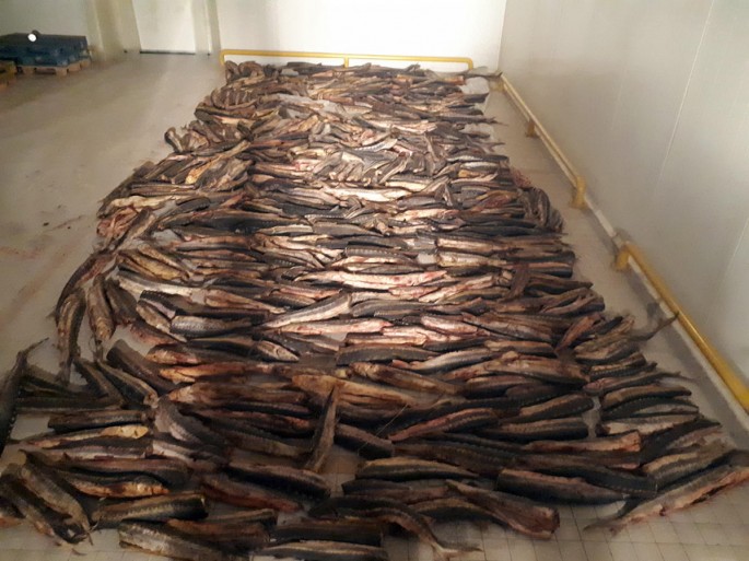 Gəminin içində "Kamaz", "Kamaz"ın içində ton yarım nərə balığı – FOTO + VİDEO