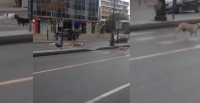 Bakıda küçə itləri insanlara belə ÖRNƏK OLDU - VİDEO