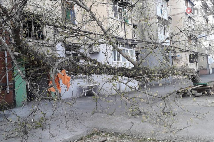 Mingəçevirdə ağac binanın üzərinə aşıb