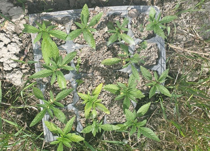 Göyçayda narkotik tərkibli bitki becərən şəxs saxlanılıb - FOTO