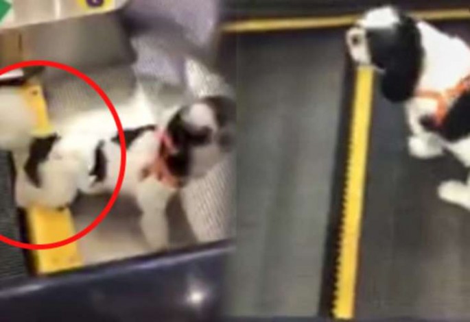 Köpəyi ilə eskalatora mindi, köpəyin ayağı... - VİDEO