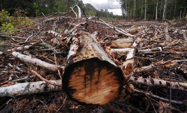Nazirlik Bakıda ağac kəsən şəxsi 2200 manat cərimələyib - FOTO
