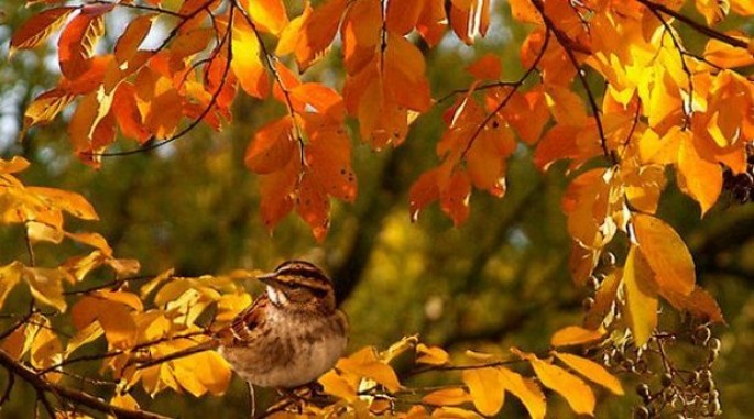 Dekabrın ilk iş günündə hava necə olacaq?