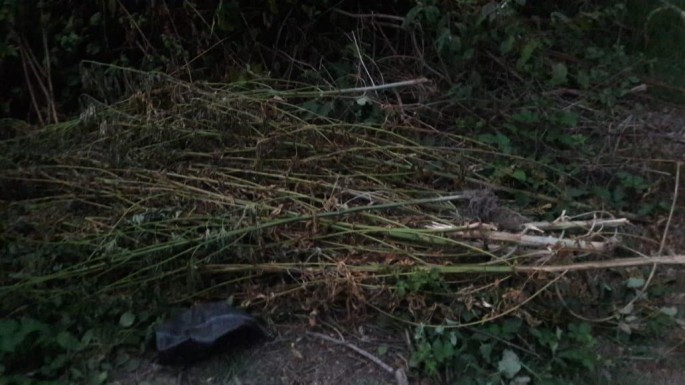 Meşədə narkotik əkən şəxs tutulub - FOTO