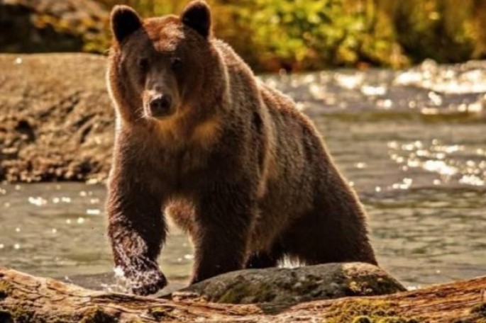 Avtomobildən 4 hissəyə bölünmüş ayı əti aşkar edilib - VİDEO