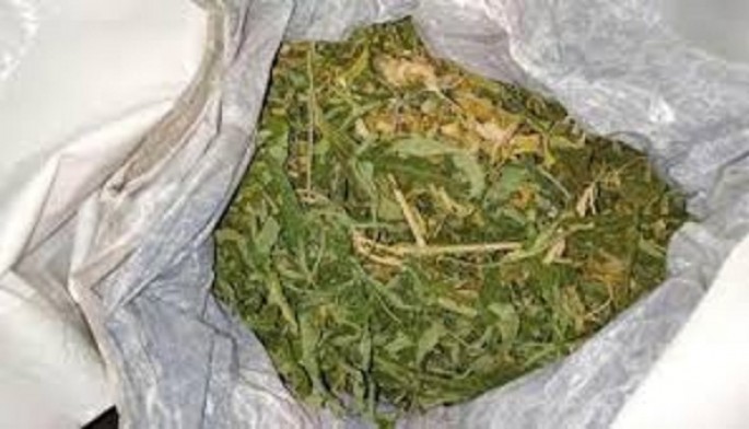 455 qram marixuana aşkar edilərək götürülmüşdür