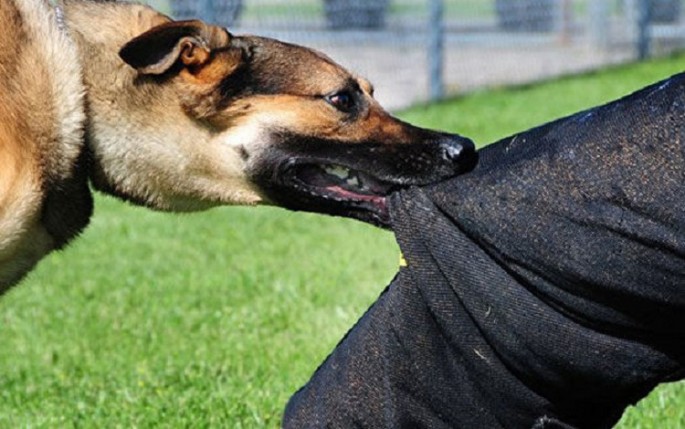 Quduz itin dişlədiyi şəxs ölüb - Göyçayda