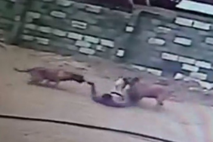 Polisdən qaçmaq istəyən qarətçini itlər belə yaxaladı - VİDEO