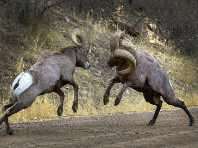 Sürü lideri olmaq istəyən iki dağ kəli 6 saat savaşdı - FOTO