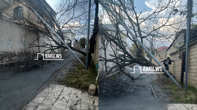 Bakıda ağac elektrik dirəyinin üzərinə aşdı: Yol bağlandı  - VİDEO