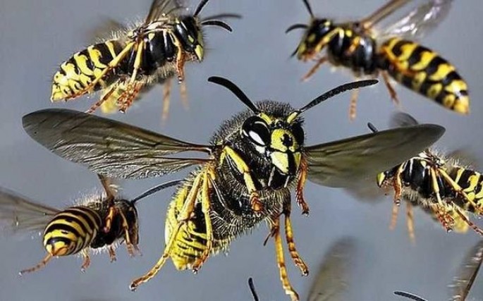 100-dən çox uşaq arı hücumuna məruz qaldı