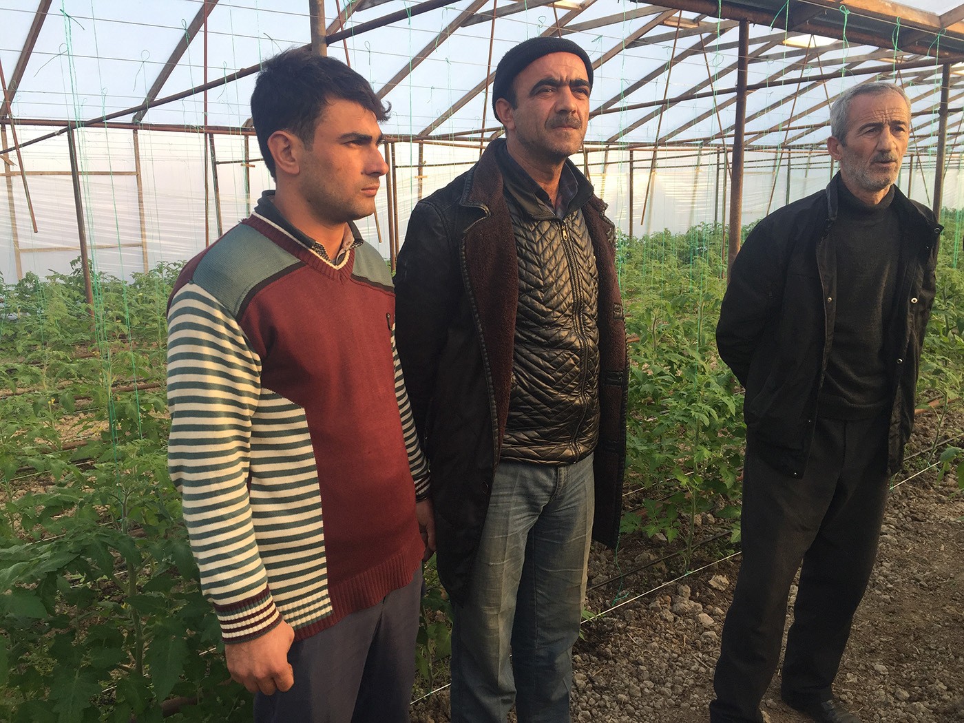 Salyanda istixanada narkotik becərən şəxslər saxlanılıb – FOTO