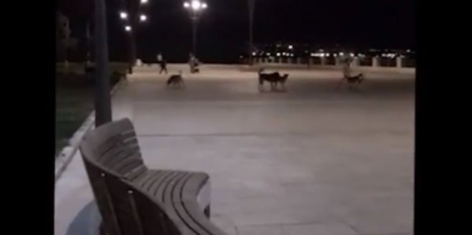 Bakı Bulvarında biabırçılıq: vəhşi itlər insanlara belə hücum etdi - VİDEO