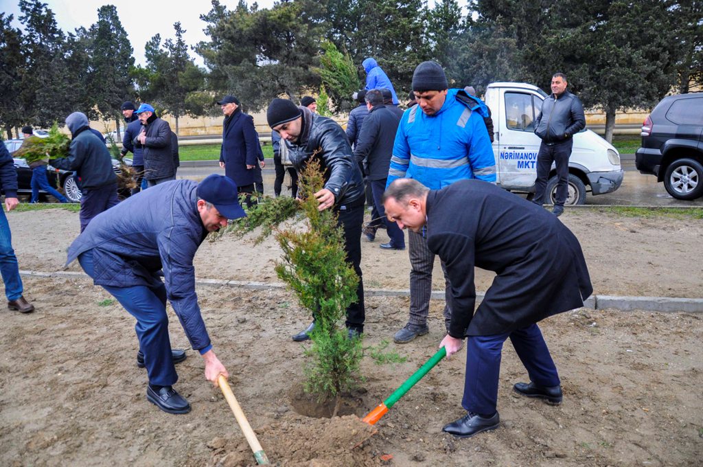 Bakı şəhərində ağacəkmə aksiyası keçirilib - FOTO