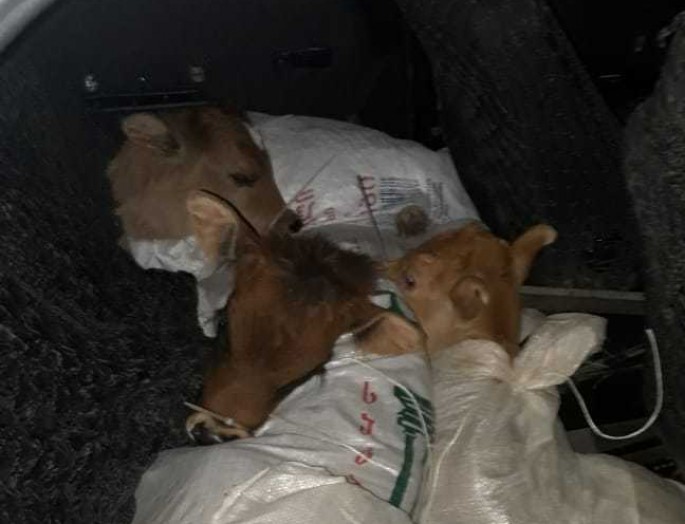 Avtomobildən 11 baş buzov aşkar olunub - VİDEO