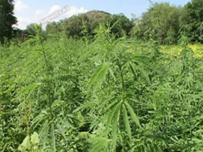 410 ədəd çətənə kolu aşkarlanıb - Saatlıda