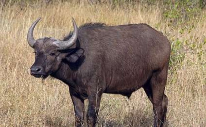 Ağsuya qonaq gələn Rusiya vətəndaşını camış vurub xəstəxanalıq etdi