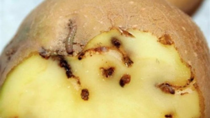 Azərbaycana gətirilən kartofun içindən görün nələr çıxdı - ŞOK VİDEO