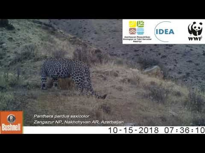 Azərbaycanda bəbirlər kameraya düşdü - VİDEO