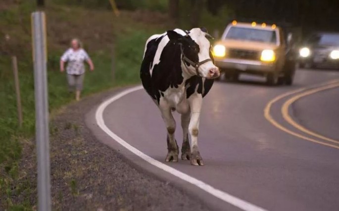 Cəlilabadda maşın inək və sahibini vurub