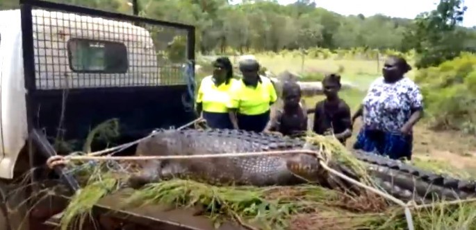 12 iti yeyən timsahı həbs etdilər - VİDEO