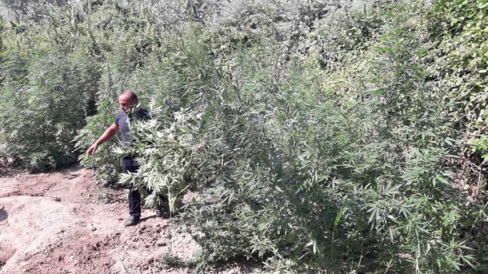 Beyləqanda "Qara" ləqəbli narkotik alverçisi saxlanılıb - FOTO