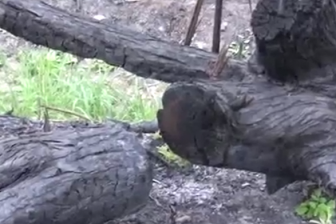 Beyləqanda 200-ə yaxın ağac yandırıldı: Təbiətə 40 min manat ziyan vurulub - VİDEO