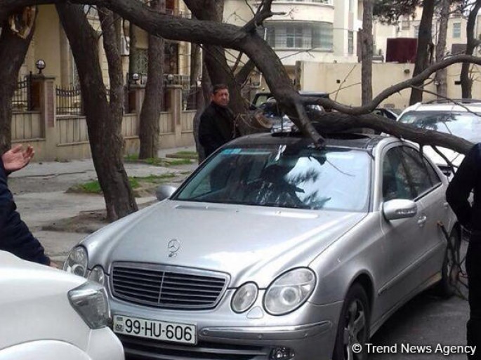 “Avtomobilləri ağacların altında park etməyin”