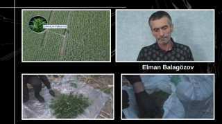Balakəndə qarğıdalı sahəsində külli miqdarda narkotik vasitə aşkarlandı - VİDEO