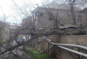 Bakıda güclü külək 40-a yaxın ağacı aşırıb