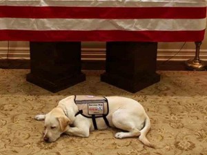 Corc Buşun köpəyi milyonları kövrəltdi - FOTO