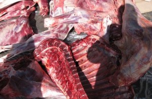 Qanunsuz olaraq at əti satan şəxs saxlanılıb - Balakənddə