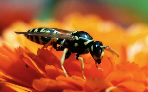 Arı daşıyan maşınlara xüsusi nişan verilsin - Təklif