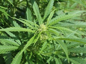 Yevlaxda çətənə kolları aşkarlanıb