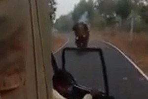 Milli parkda fil yük maşınının kapotunu qırdı - VİDEO